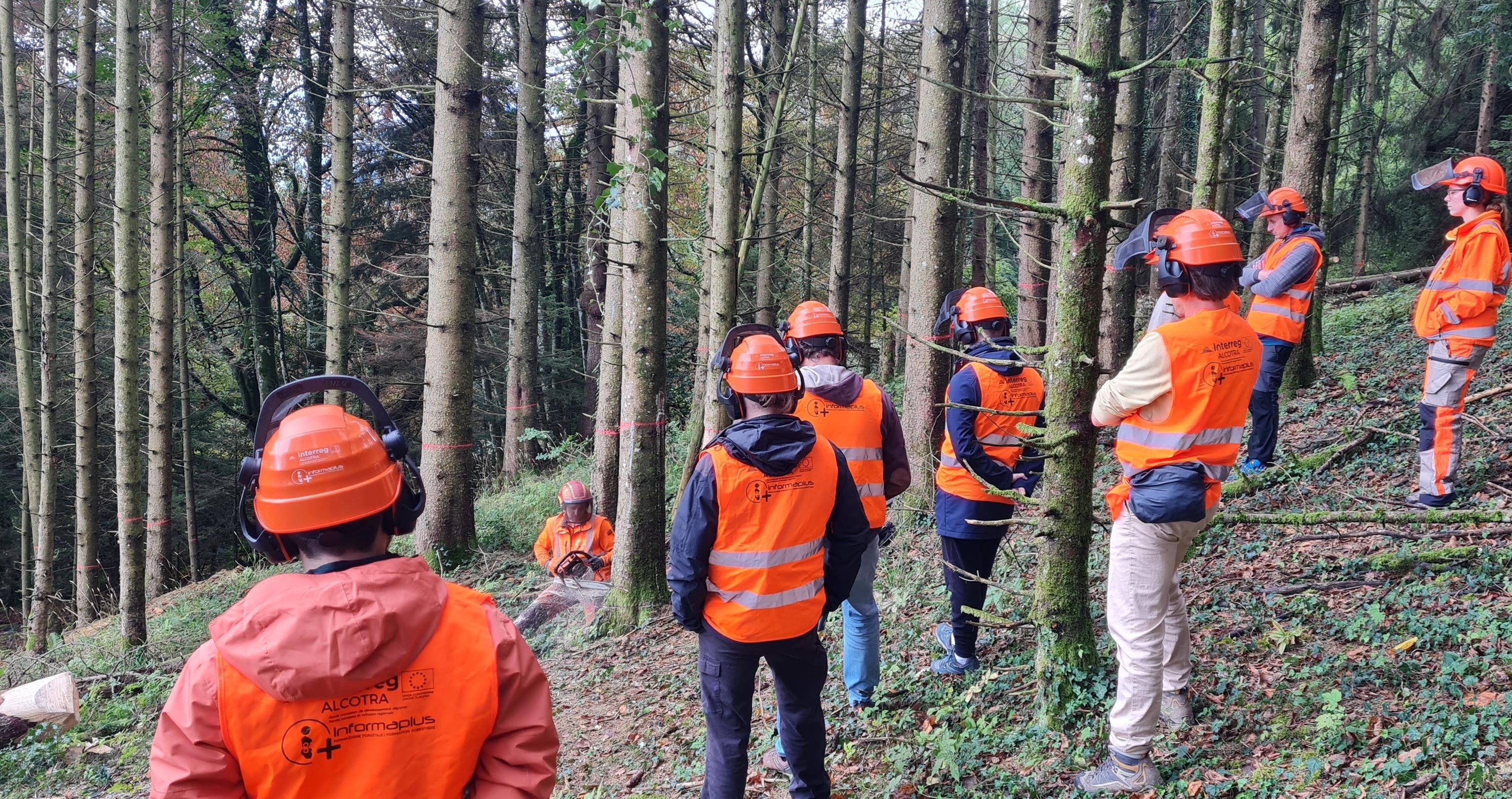 Atelier découverte des métiers de la forêt