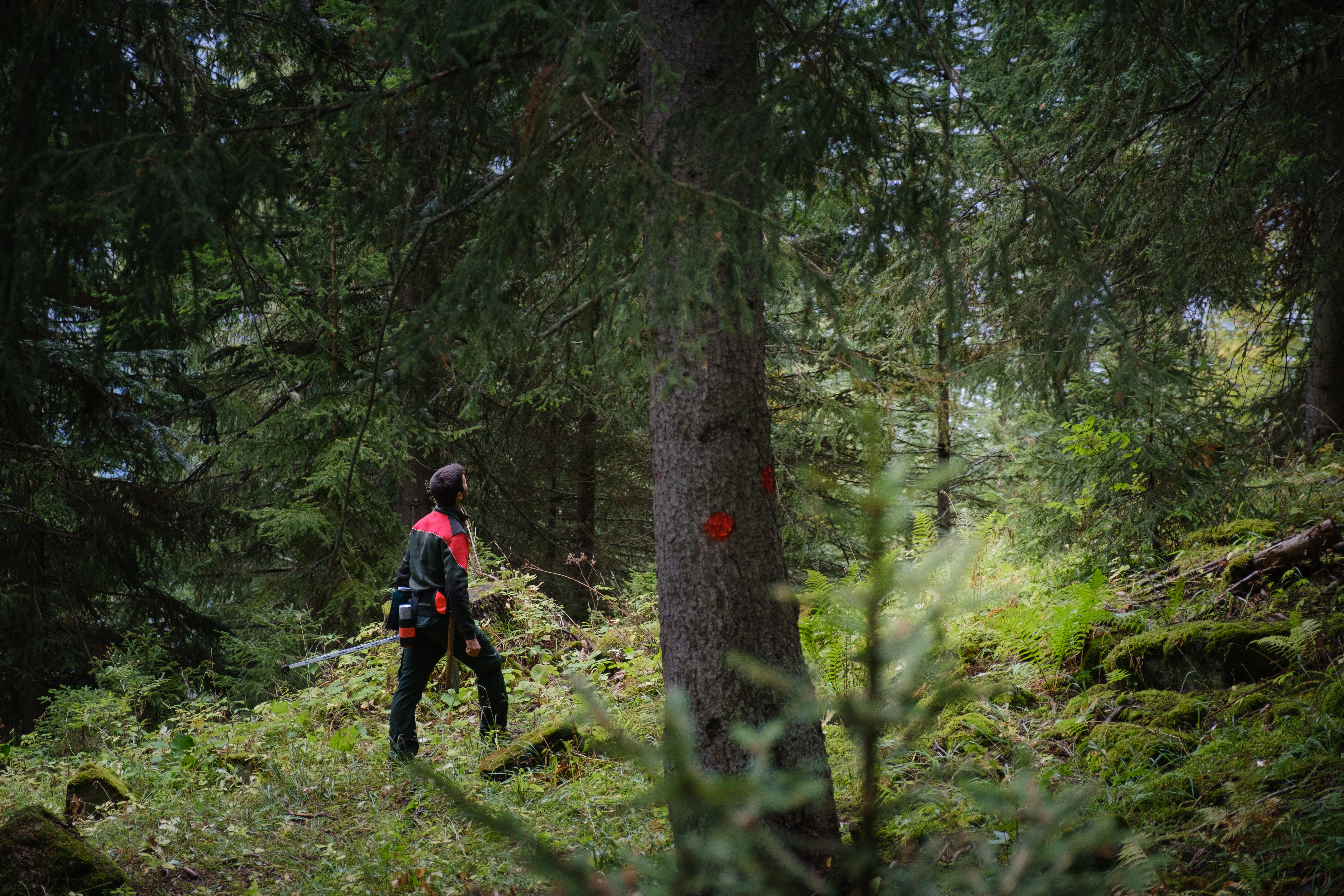 La forêt