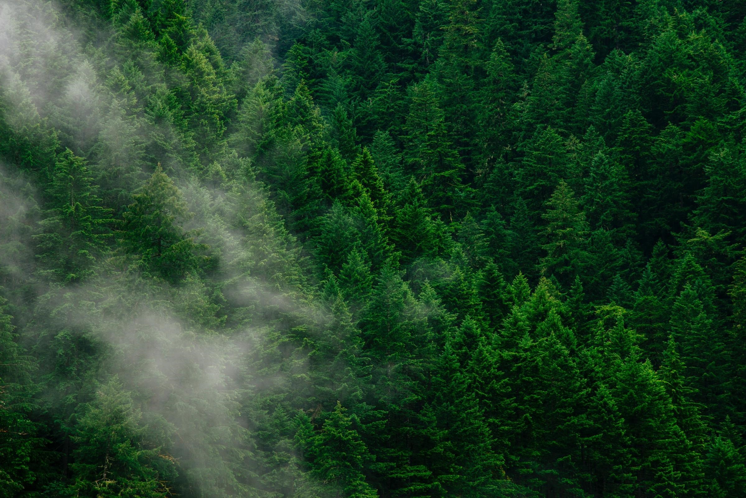 Journée en forêt pour les professionnels de la filière