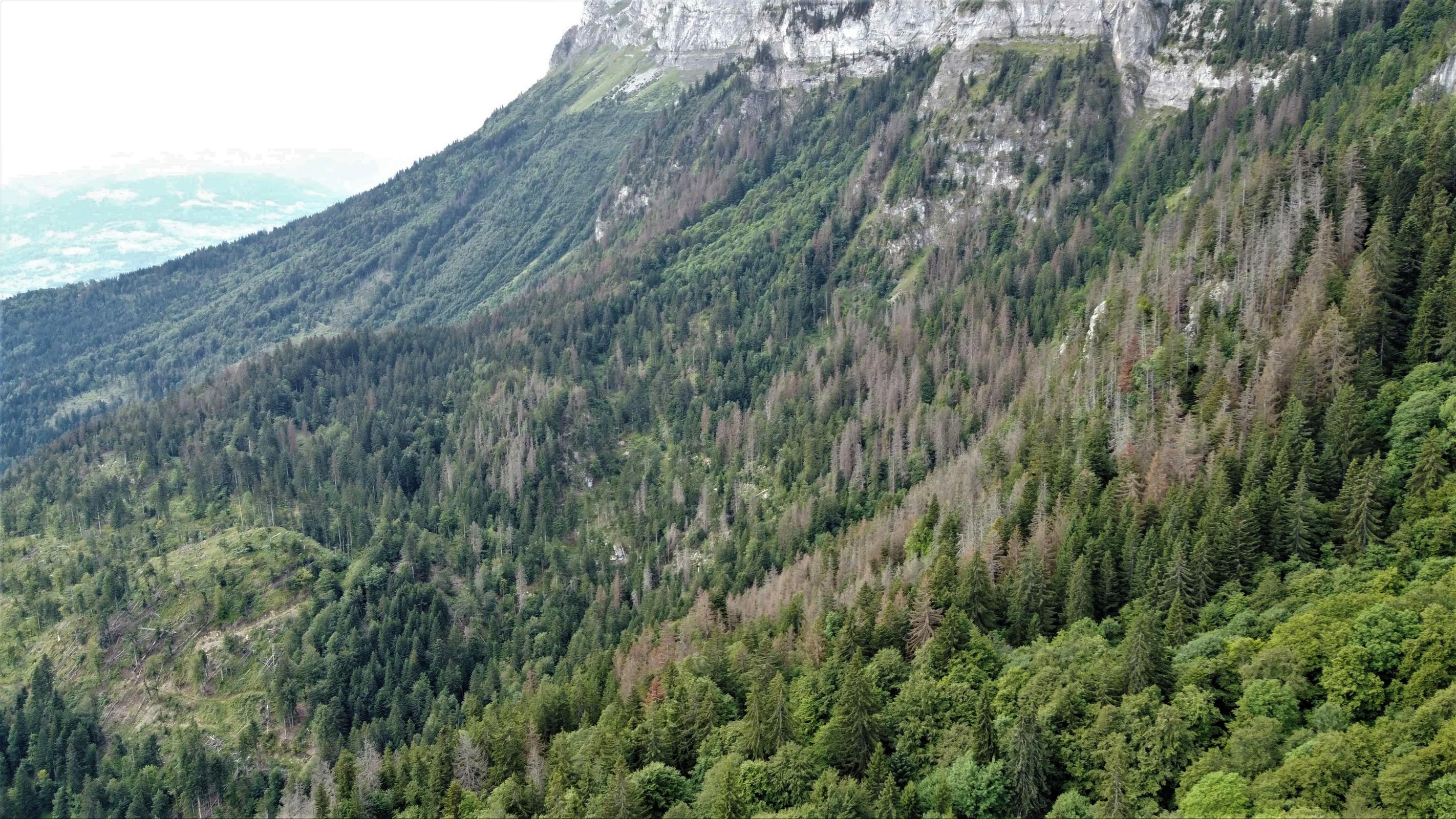 Les rendez-vous du bois du Chablais