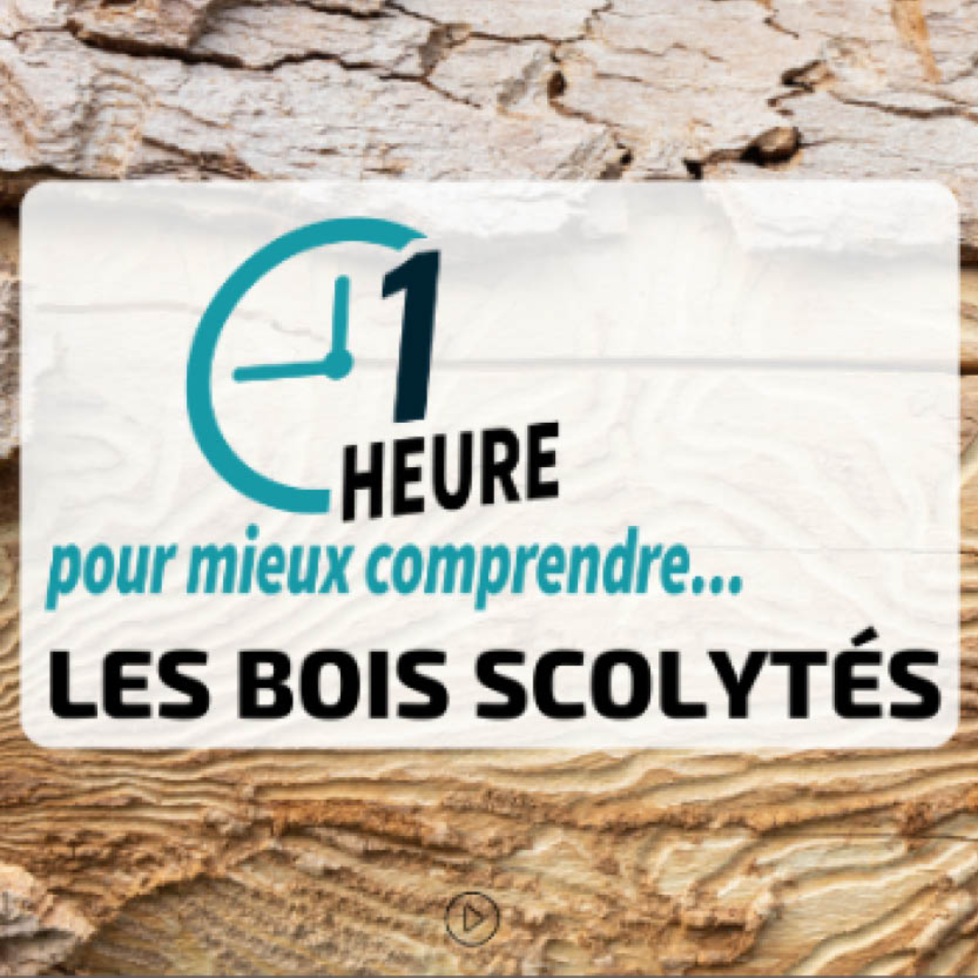 Webinaire : 1h pour mieux comprendre... le bois scolytés !